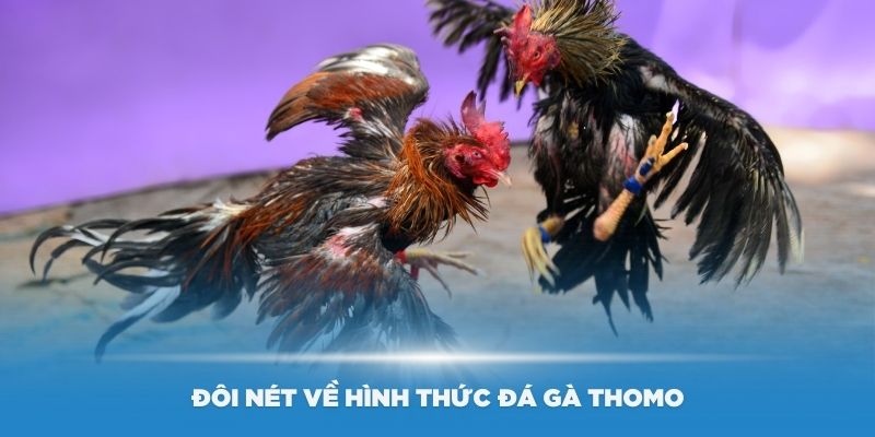 Đôi nét về hình thức đá gà Thomo